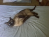 Lost Male Siamese